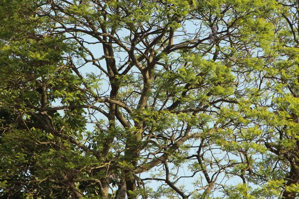 Arvore com galhos, plantas/folhas verdes, com ceu azul, formando uma linda paisagem.