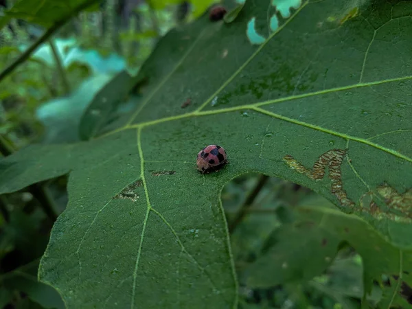 Beautiful Ladybug Leaf Macro — Stock Photo, Image