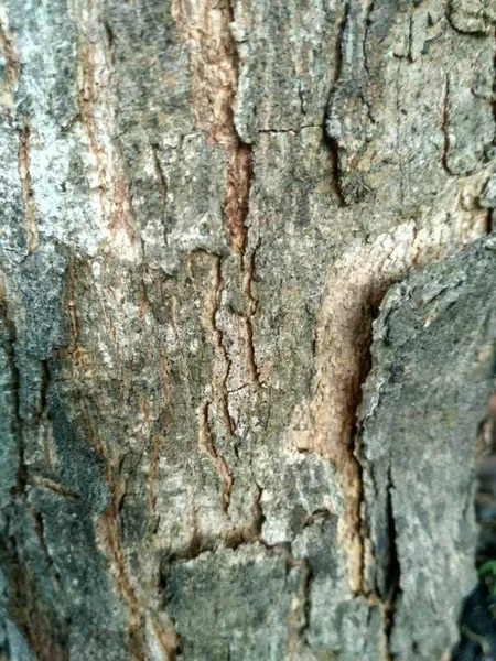 Λεπτομέρεια Του Φλοιού Trunk Δέντρο Longan — Φωτογραφία Αρχείου