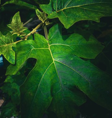 çok taze ve doğal yeşil bitki örtüsü (Solanum torvum)