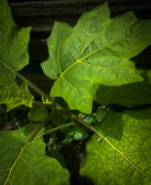 Свежий Натуральный Зеленый Фон Листвы Solanum Torvum — стоковое фото