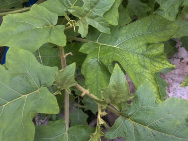 çok taze ve doğal yeşil bitki örtüsü (Solanum torvum)