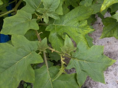 çok taze ve doğal yeşil bitki örtüsü (Solanum torvum)