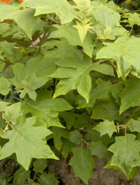 çok taze ve doğal yeşil bitki örtüsü (Solanum torvum)