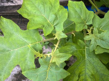 çok taze ve doğal yeşil bitki örtüsü (Solanum torvum)