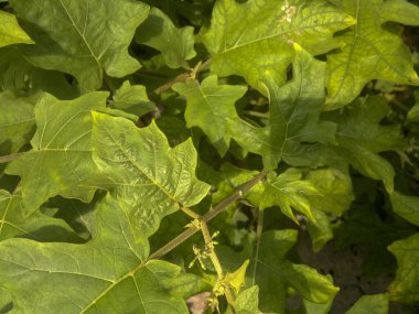 çok taze ve doğal yeşil bitki örtüsü (Solanum torvum)