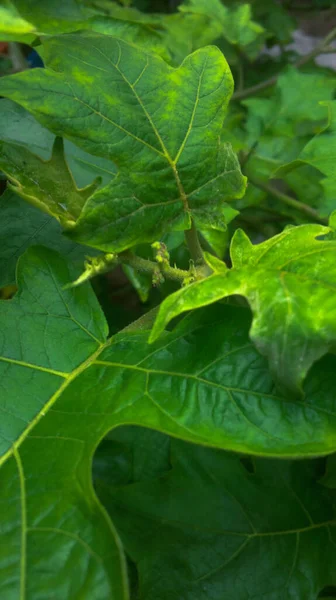 çok taze ve doğal yeşil bitki örtüsü (Solanum torvum)