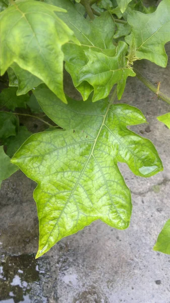 Fundo Folhagem Verde Muito Fresco Natural Solanum Torvum — Fotografia de Stock