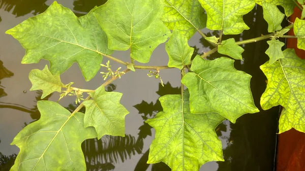 Sehr Frischer Und Natürlicher Grüner Laubhintergrund Solanum Torvum — Stockfoto
