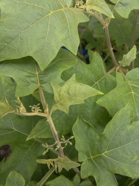 Nagyon Friss Természetes Zöld Lombozat Háttér Solanum Torvum — Stock Fotó