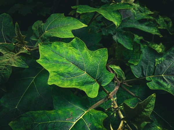 stock image very fresh and natural green foliage background (Solanum torvum)