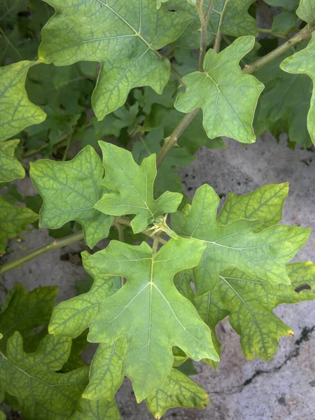 Mycket Färska Och Naturliga Gröna Blad Bakgrund Solanum Torvum — Stockfoto