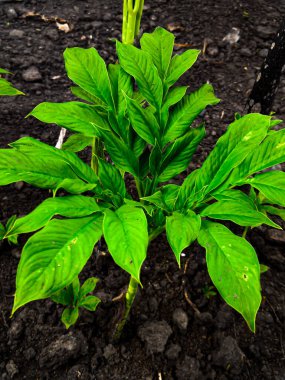 yeşil yaprak Amorphophallus bitkisi