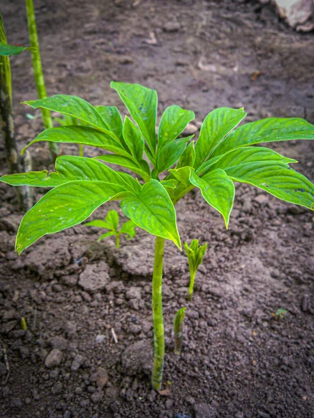 yeşil yaprak Amorphophallus bitki arkaplanı 