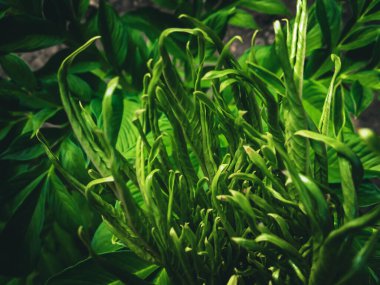 yeşil yaprak doğa arkaplanı 