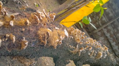 Bir ağaç gövdesinin yakın plan çekimi.