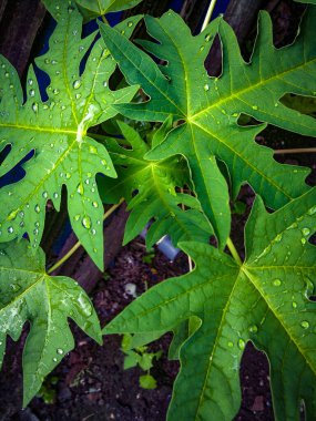 Ağaçtaki yeşil yapraklar