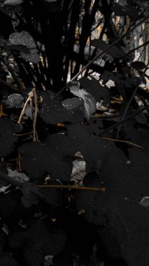 Sonbahar yaprakları, sonbahar bitkileri