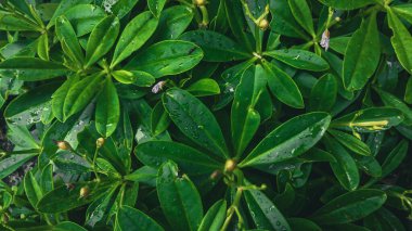 yeşil yapraklar, bitkiler ve yapraklar