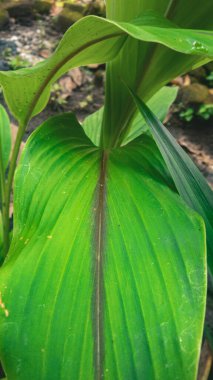 Bahçede yeşil yapraklar