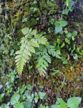 Closeup Rumohra adiantiformis natue green plant