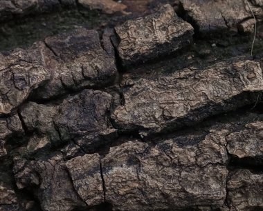 texture of bark of the pine tree with cracks
