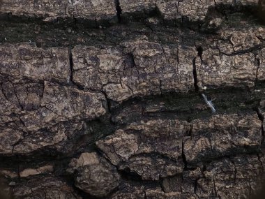 Eski ahşap dokusu. arkaplan