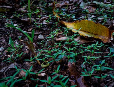 a green leaf with a black background. the concept of a summer forest.