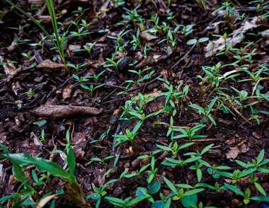 green sprouts on the ground in the park