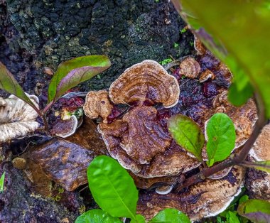 close up shot of a rotten mushrooms with moss and leaves