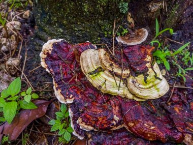 mushrooms on the bark of the tree.