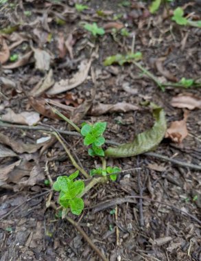 young sprouts grow in the forest