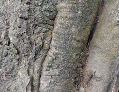 Ağaç kabuğunun dokusu