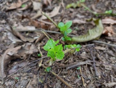 growing plant in the forest in the garden