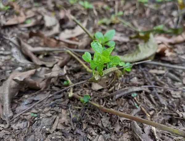 young green sprout of leaves in the forest, close up