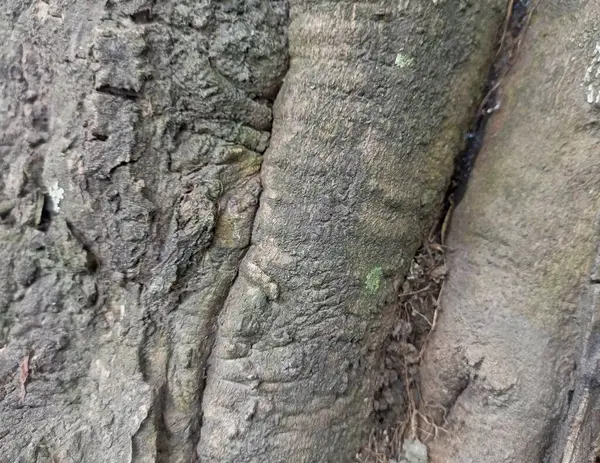 Ağaç kabuğunun dokusu