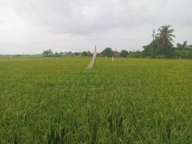Tayland 'daki pirinç tarlası