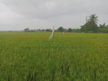 a green field of rice fields. beautiful nature background