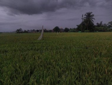 Sabah pirinç tarlası