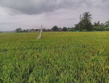 Sabah pirinç tarlası