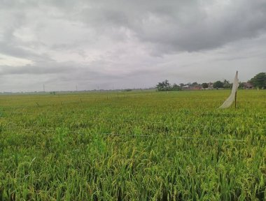 Bir sürü bulutlu yeşil alan.