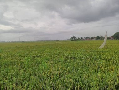 rice fields, agricultural agriculture