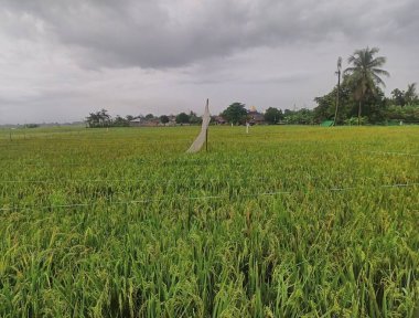 Tayland 'daki pirinç tarlası
