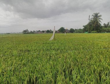 Tayland 'da yeşil pirinç tarlası