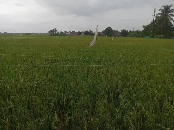 rice field with paddy fields and grass