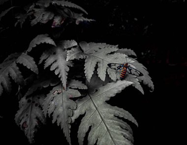 Sonbahar yaprakları, bitki örtüsü ve yapraklar