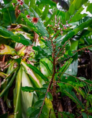 Close up a Phyllanthus Niruri green plant 