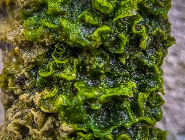 Close up green moss background abstract textured 