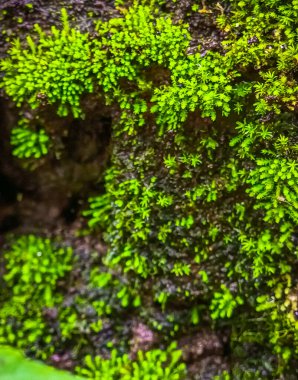 Selective focus of a green Moss background textured