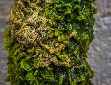 Close up green moss background abstract textured 